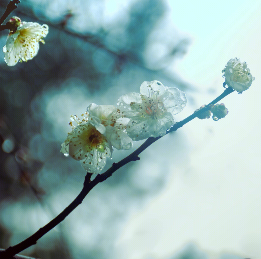 早梅迎雨水图片