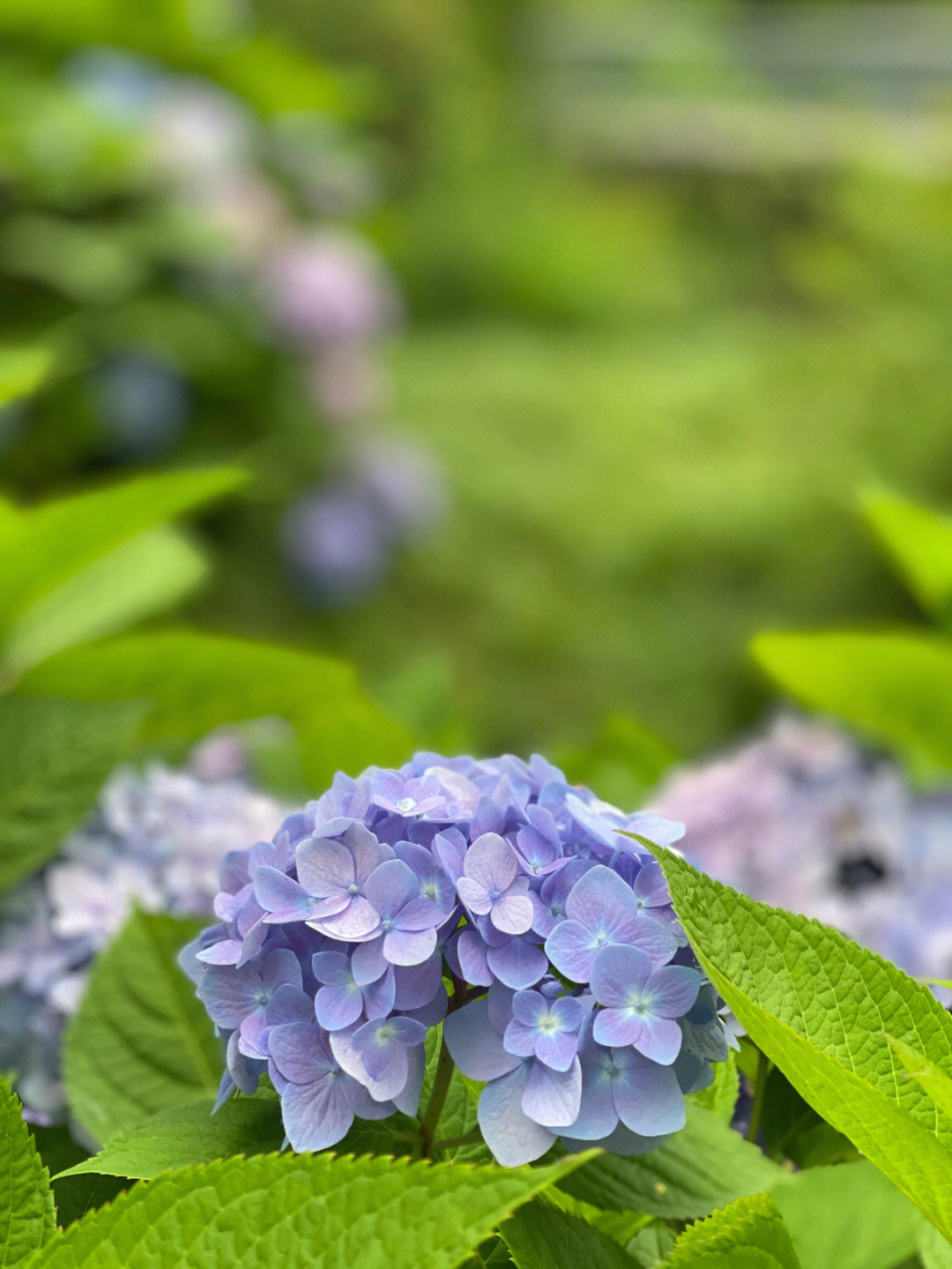 绣球花无尽夏