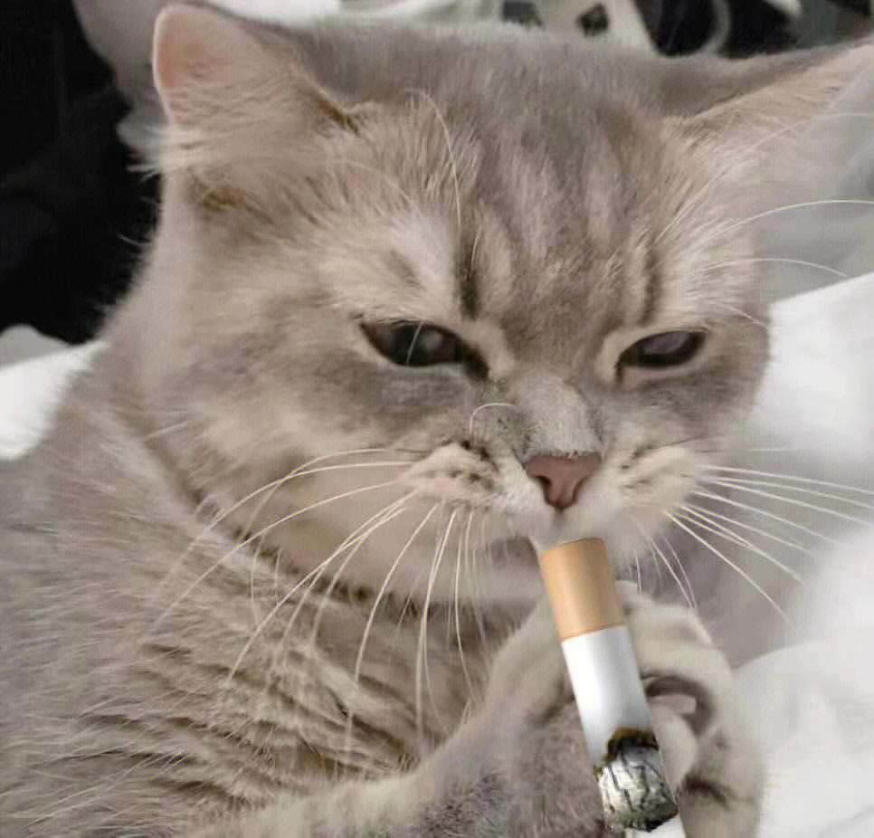 猫抽烟头像 霸气图片