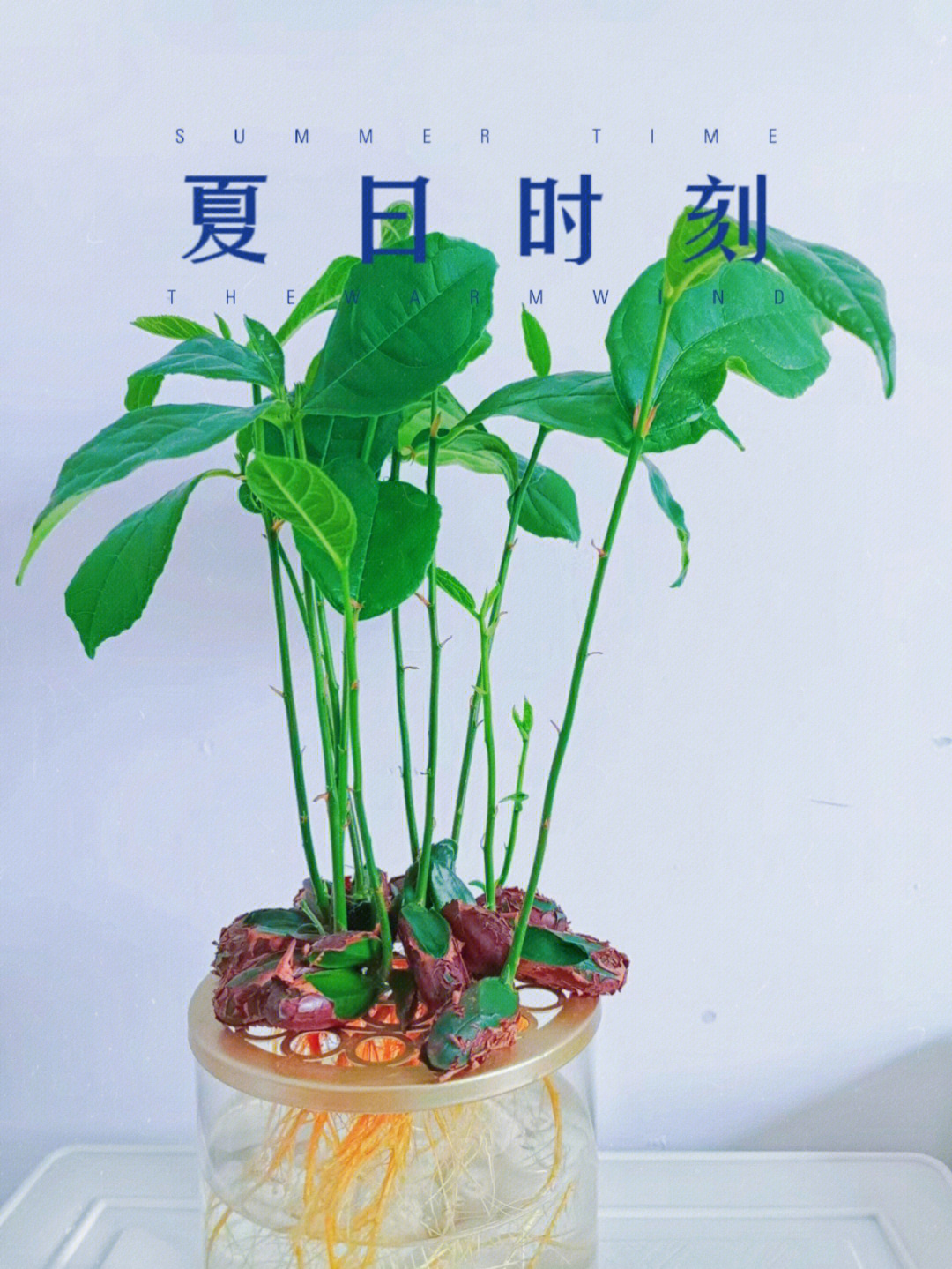 菠萝种植方法盆栽水培图片