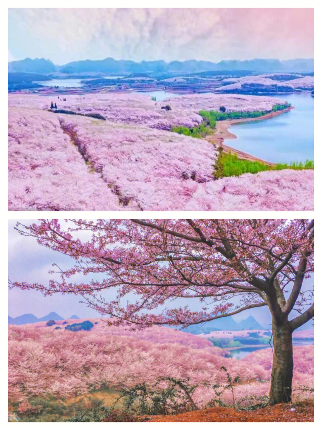 平坝樱花农场樟园宾馆图片