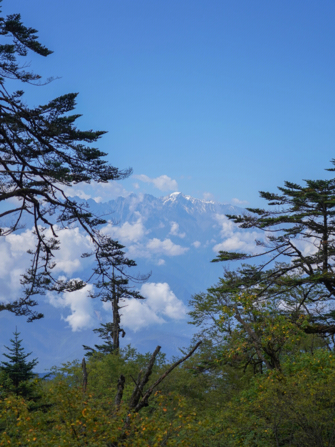 王岗坪景区海拔图片