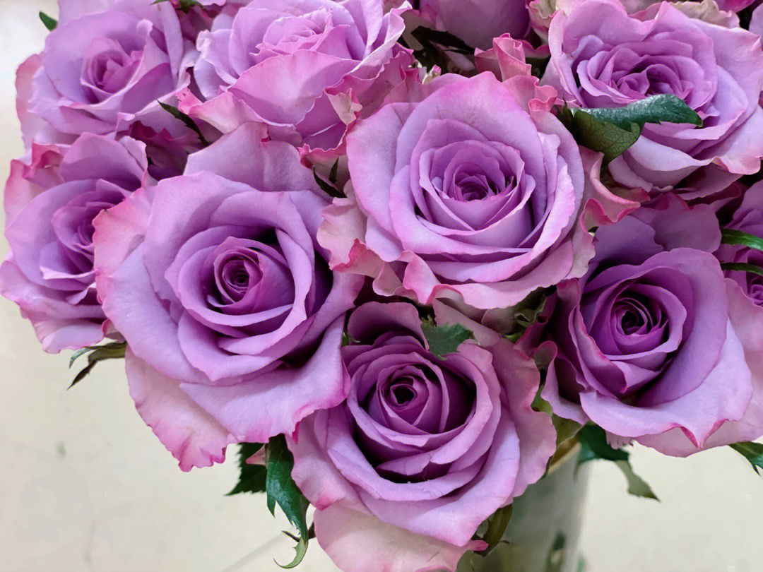 玫瑰紫霞仙子
