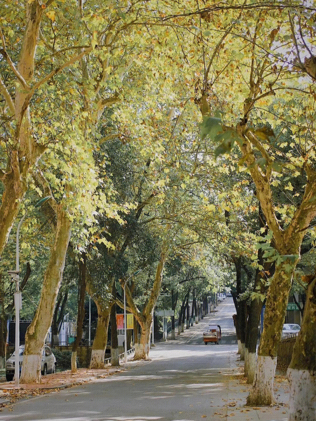 长沙又到了一年梧桐叶铺满梧桐路的季节