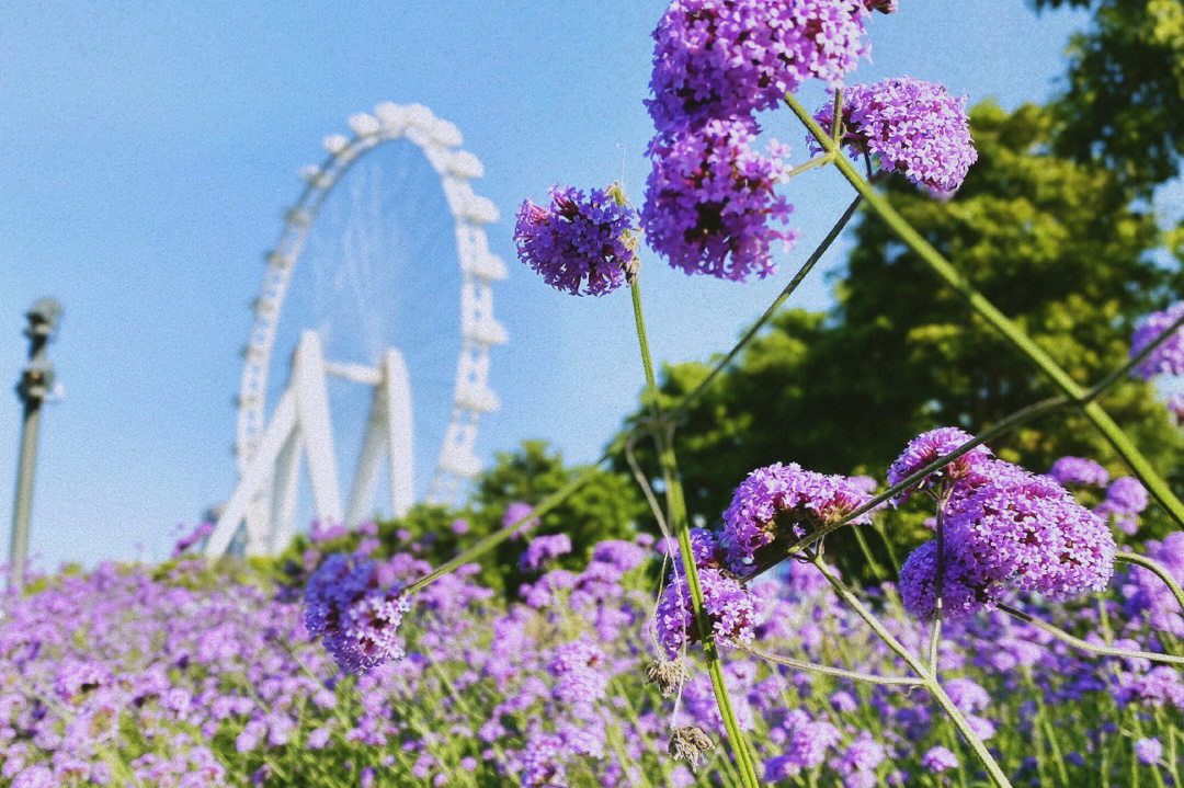 欢乐港湾萤火虫花海图片