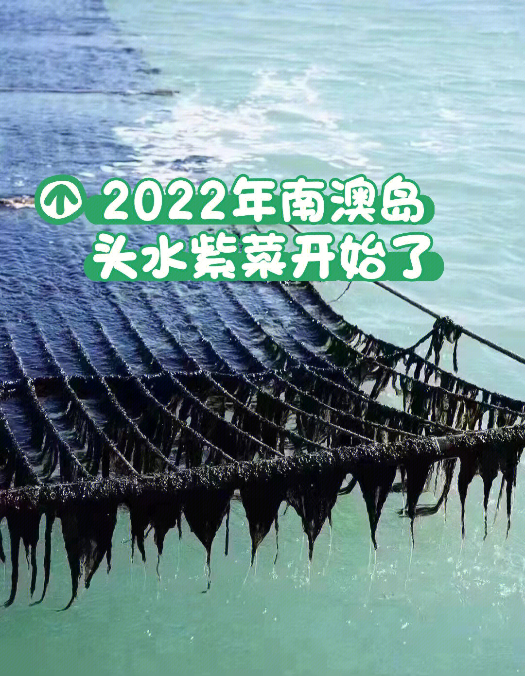 2022年的南澳岛头水紫菜上岸了