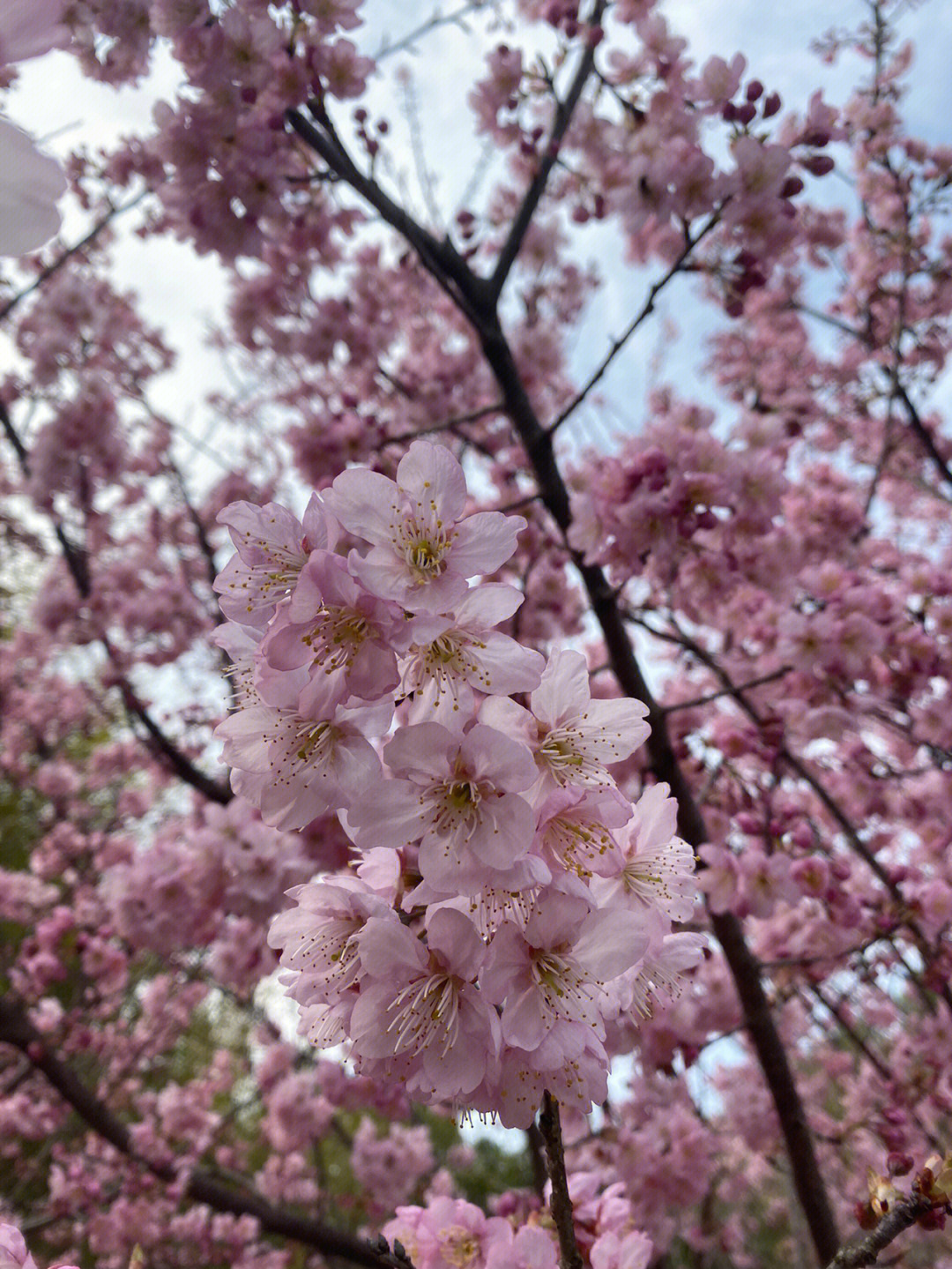 武汉大学早樱