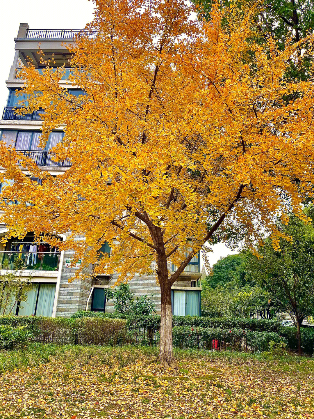 中国十大古银杏树|广厦一亭小区发现古银杏树 暂定为三级古树