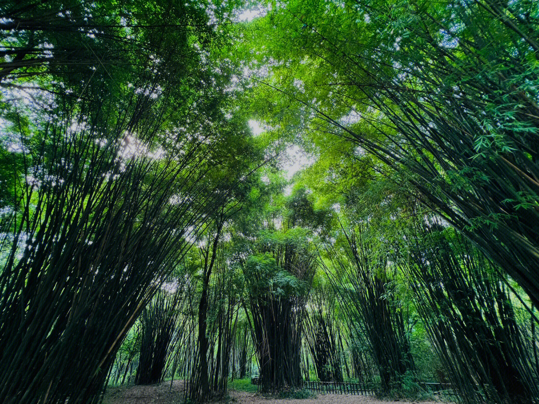 新津斑竹林图片
