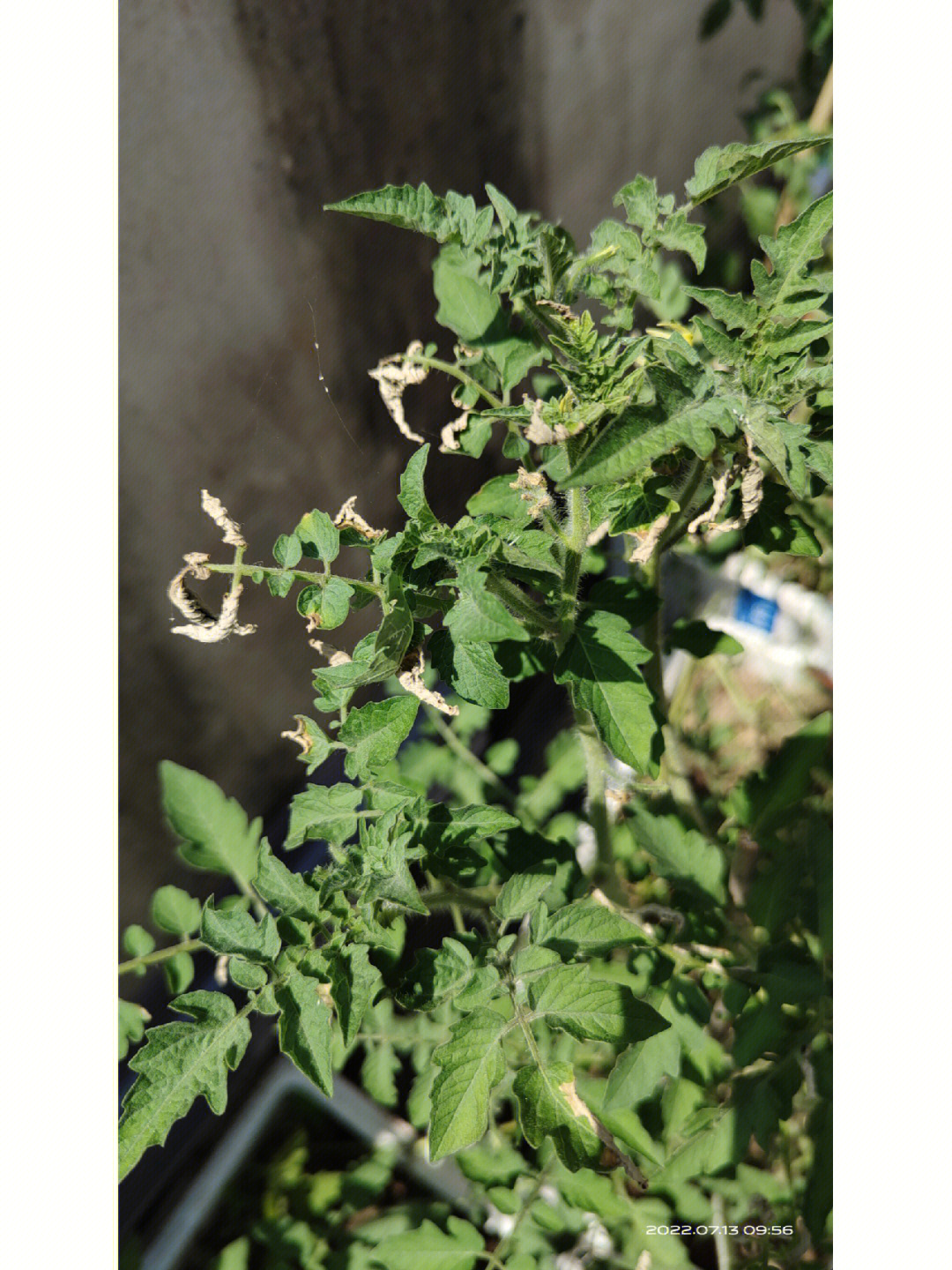 西红柿幼苗期病害图片图片