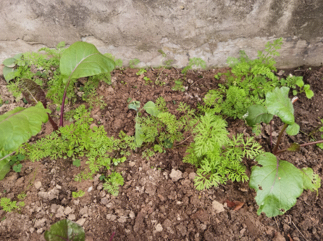 菜苔的生长过程图片