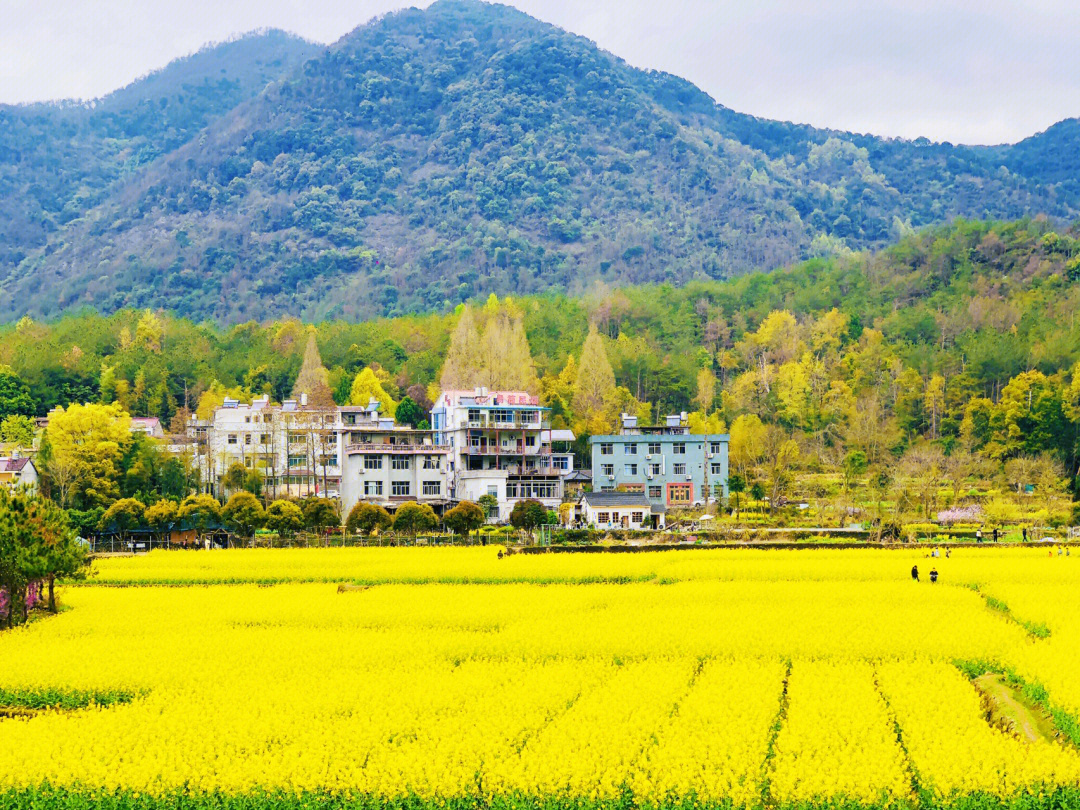 古观音禅寺油菜花图片