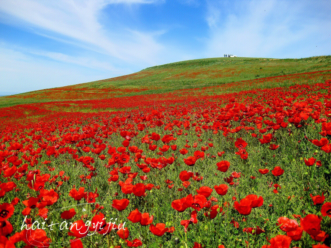 5月份以后进入各种野花盛开的季节,其中最美当属虞美人,这片火红的