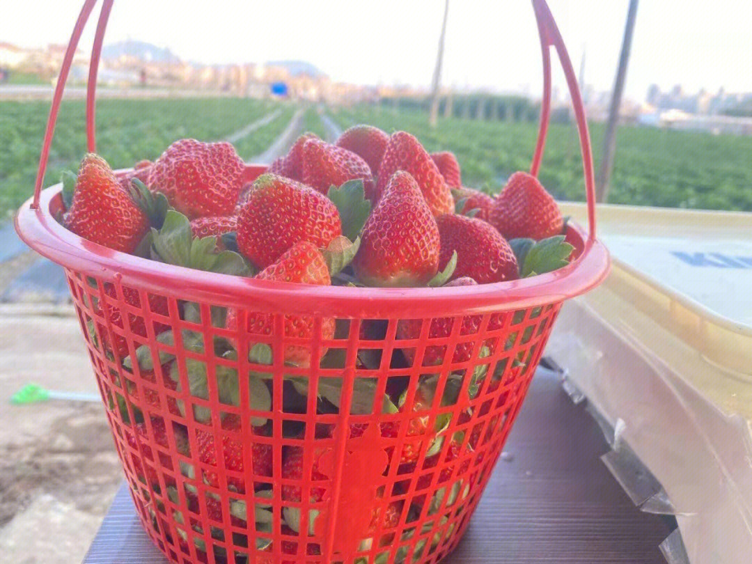 厦门集美区摘草莓