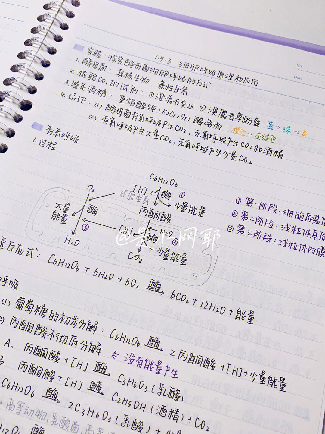 有氧呼吸方程式图片