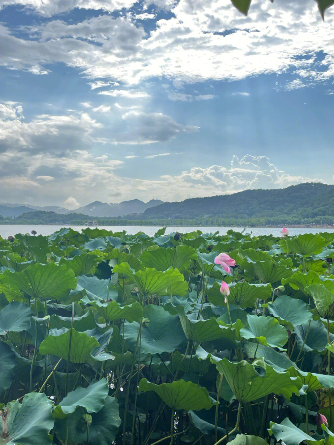 夏雨初晴美景的图片图片