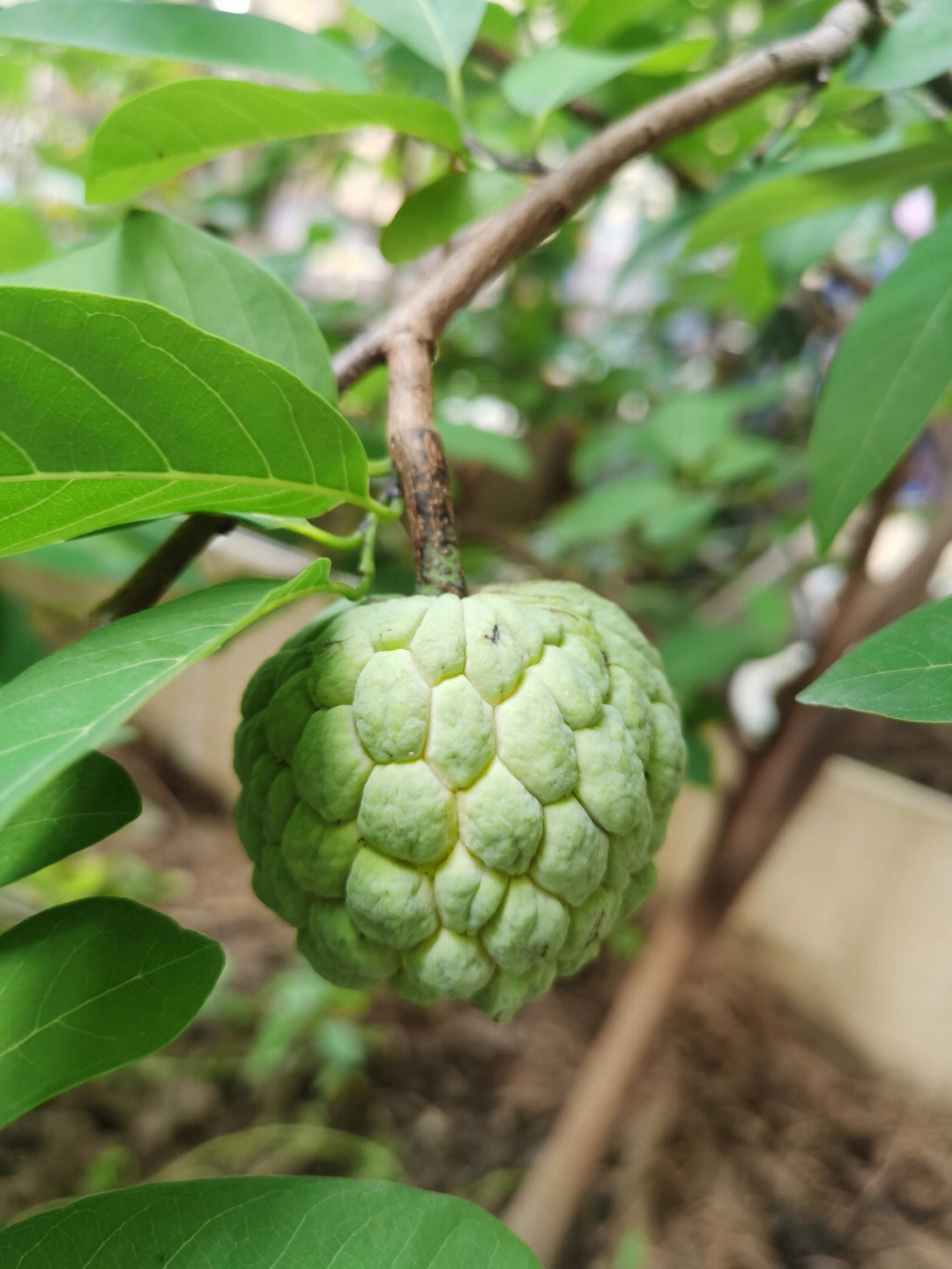 番荔枝第一年的收获