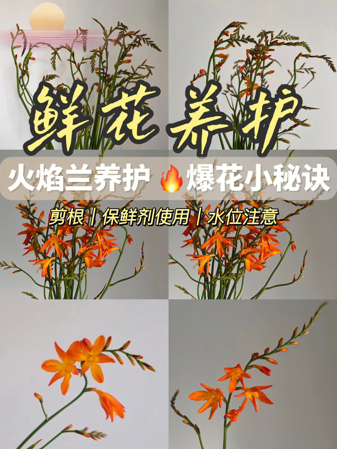 火焰兰鲜切花怎么养图片