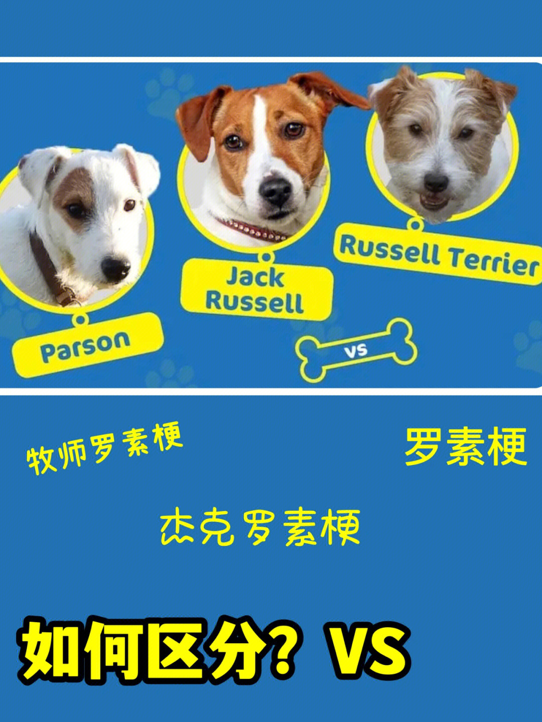 杰克罗素梗犬介绍图片