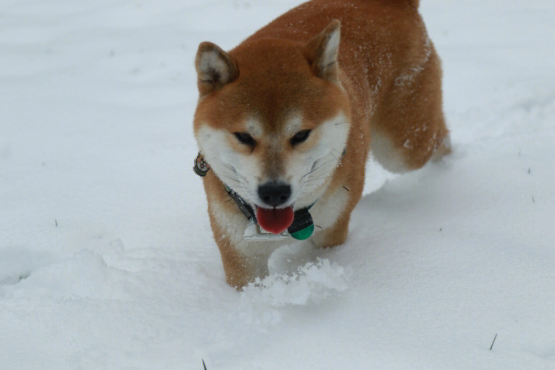 柴犬跟雪真的很搭哦