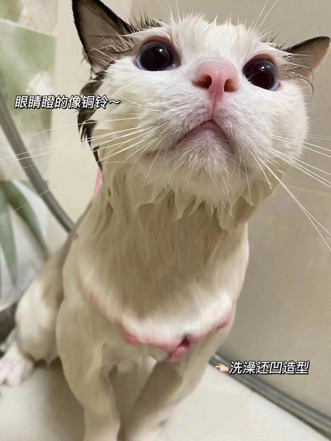香香猫咪养成记快来吸刚洗完澡的猫咪