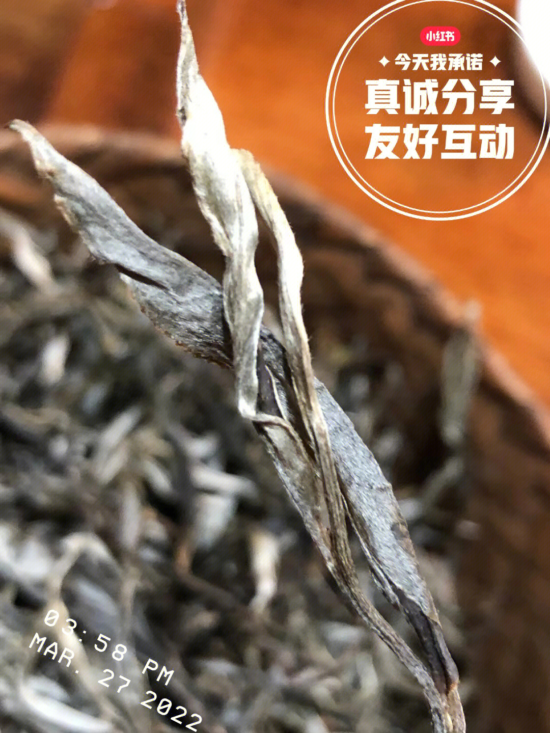 普洱春茶图片