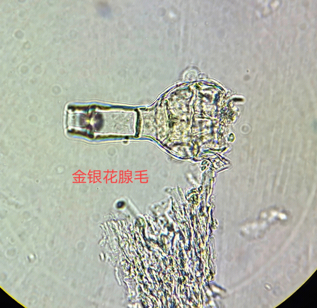 金银花显微镜下的腺毛图片