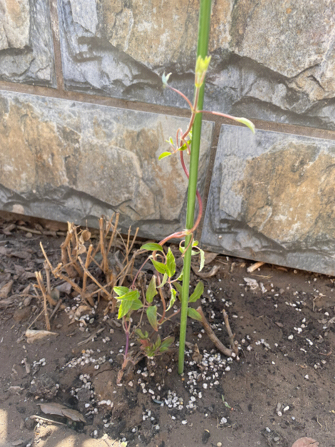 铁线莲一周前种下的活了月季3颗爬藤5颗灌木小苗成功过冬,都发芽了