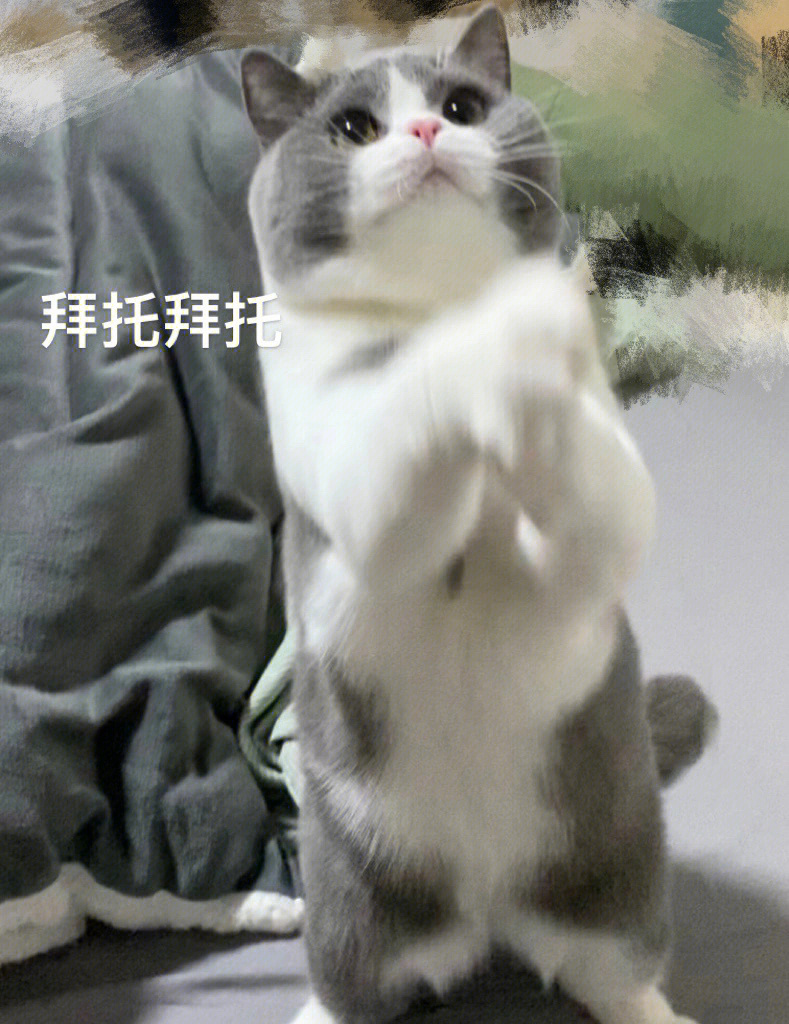 拜托了猫咪表情包图片