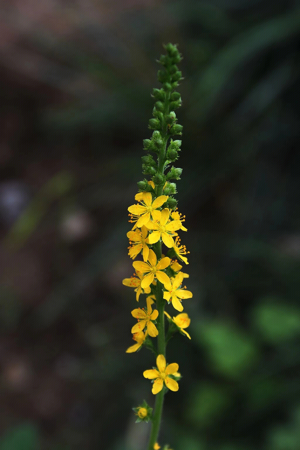 中国野菜图谱每天介绍三种野菜之龙芽草