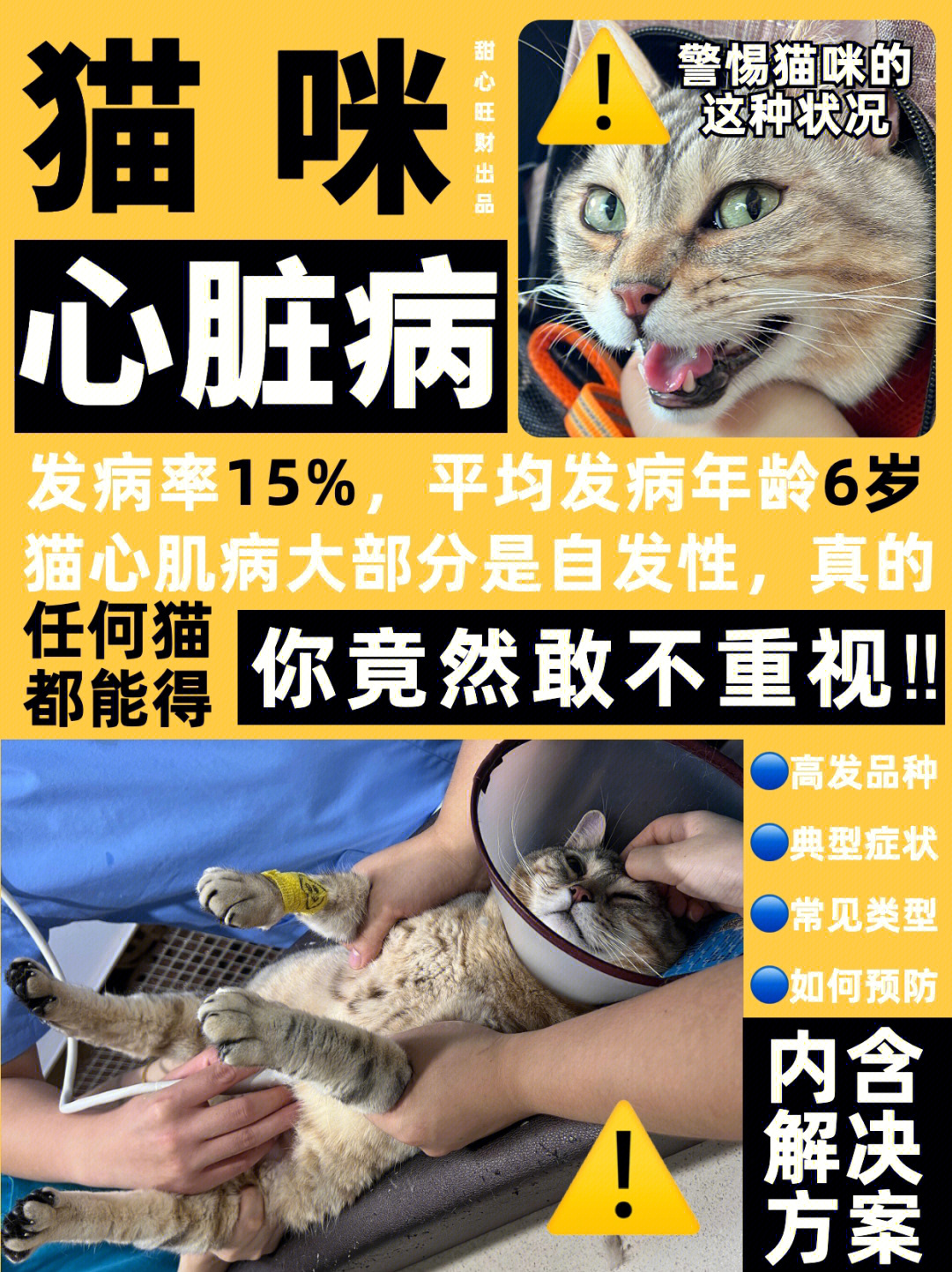 7215养这些猫的一定要小心6015心脏病不容忽视