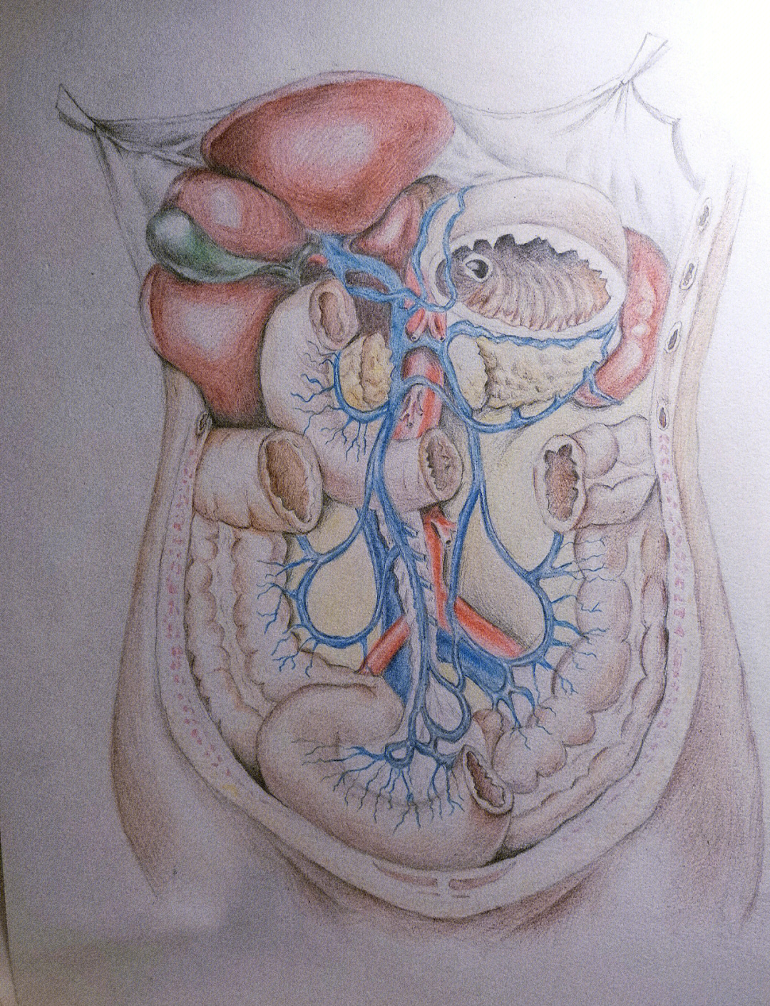 系统解剖学画图图片