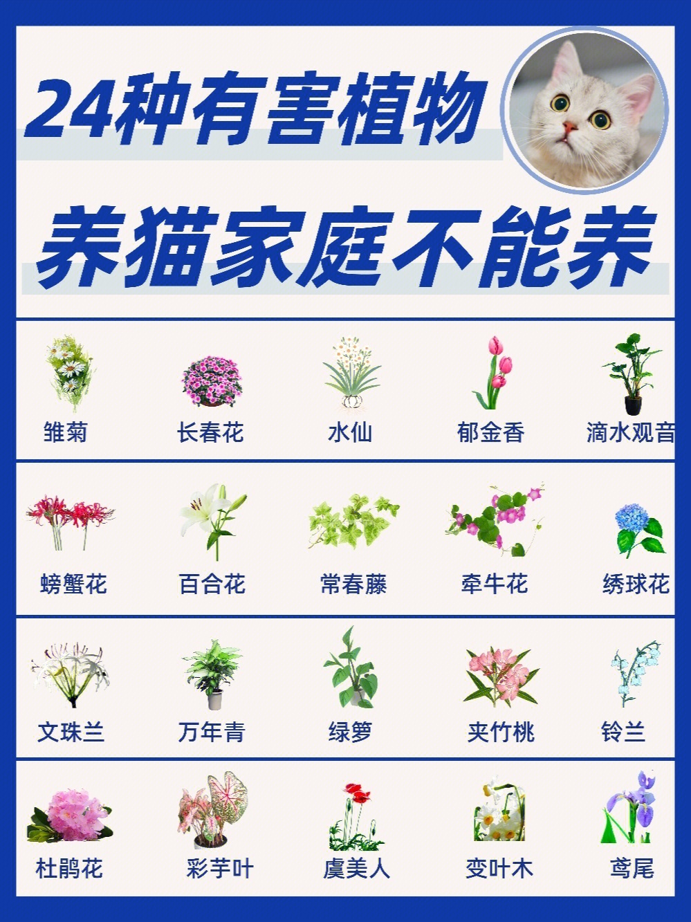 植物花猫的养殖图片