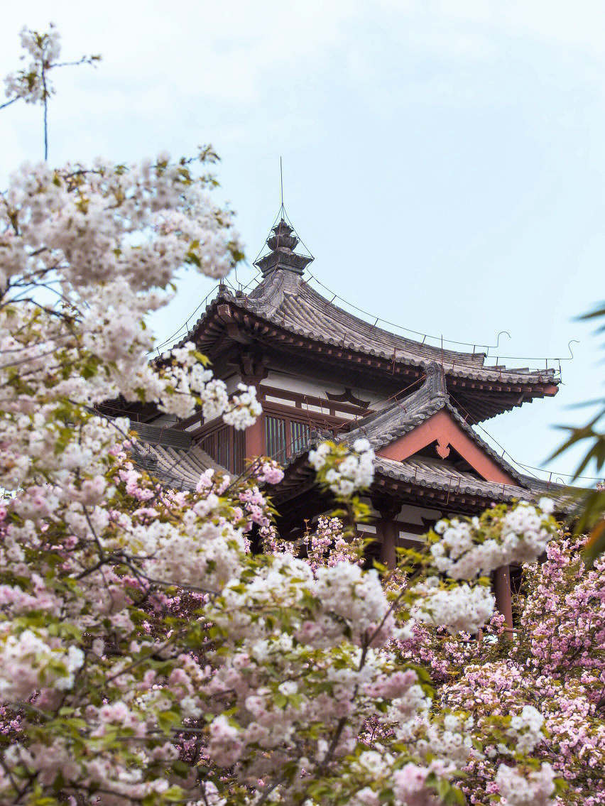 鉴定网络热门旅行地丨被樱花围绕的唐风寺庙