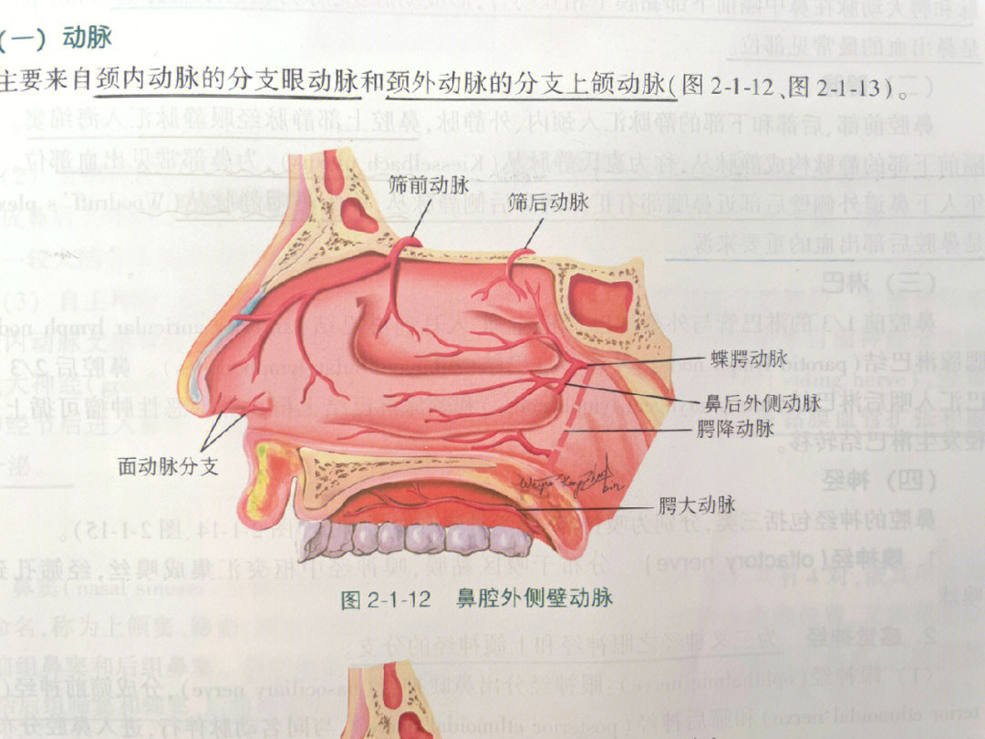 鼻子血管分布图图片