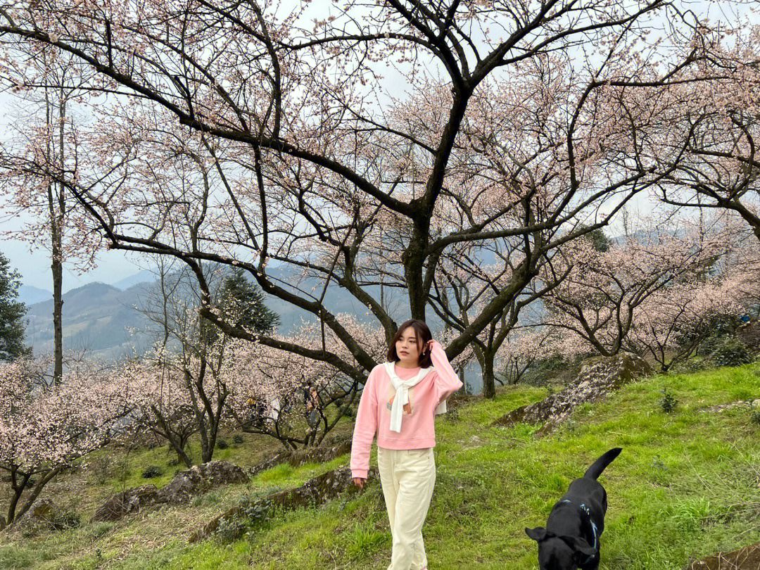 踏青92成都小众周边游|大邑鹤鸣山|青梅花