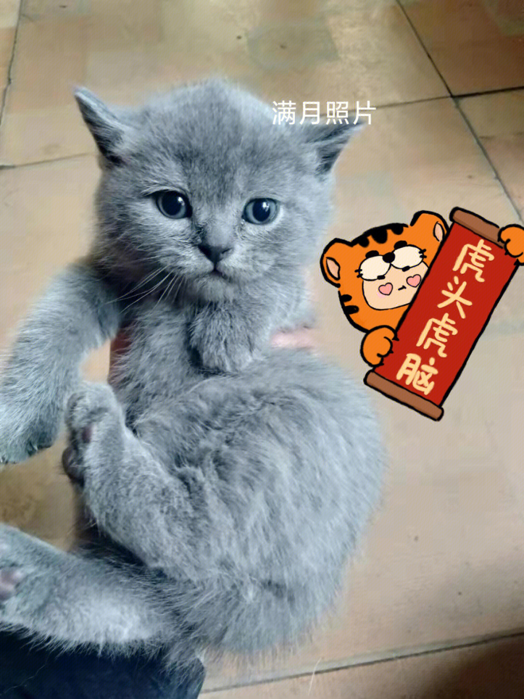 英短蓝猫幼猫满月照片可以找主人了