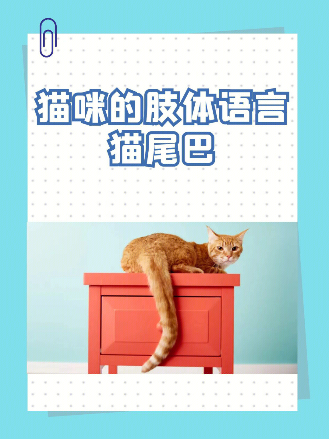 小猫尾巴的作用图片