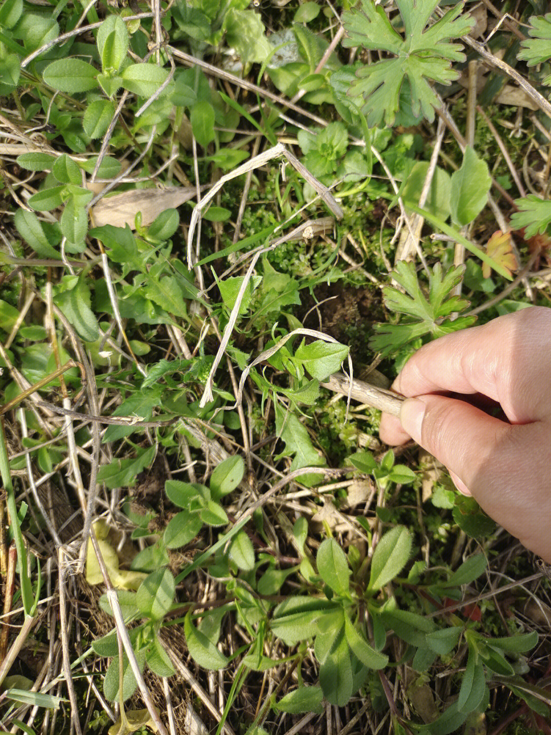 挖荠菜手抄报图片