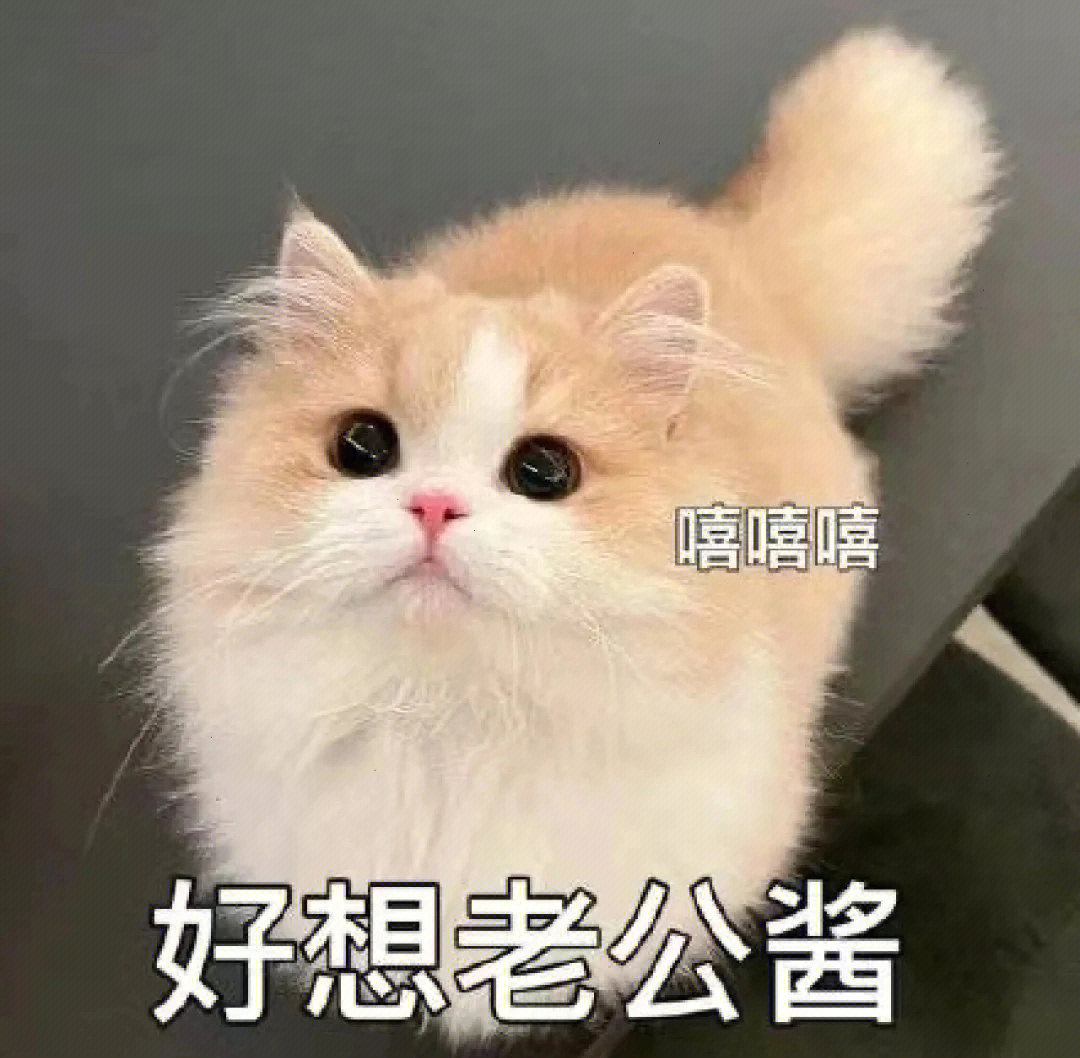 老公老婆的表情包小猫图片