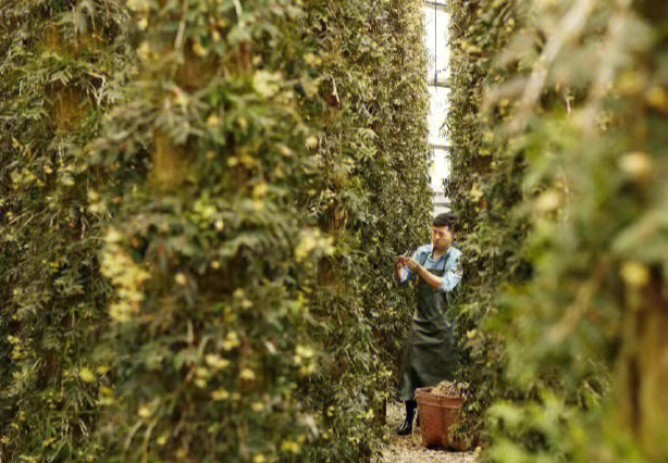 仿野生种植的铁皮石斛