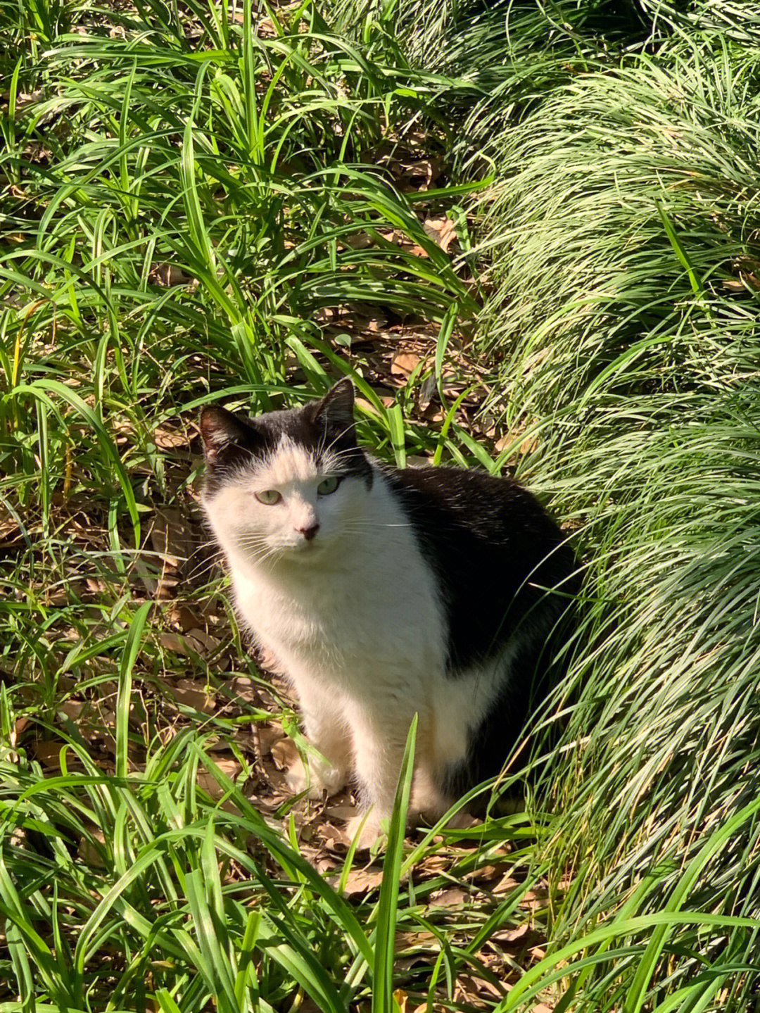 野猫猫