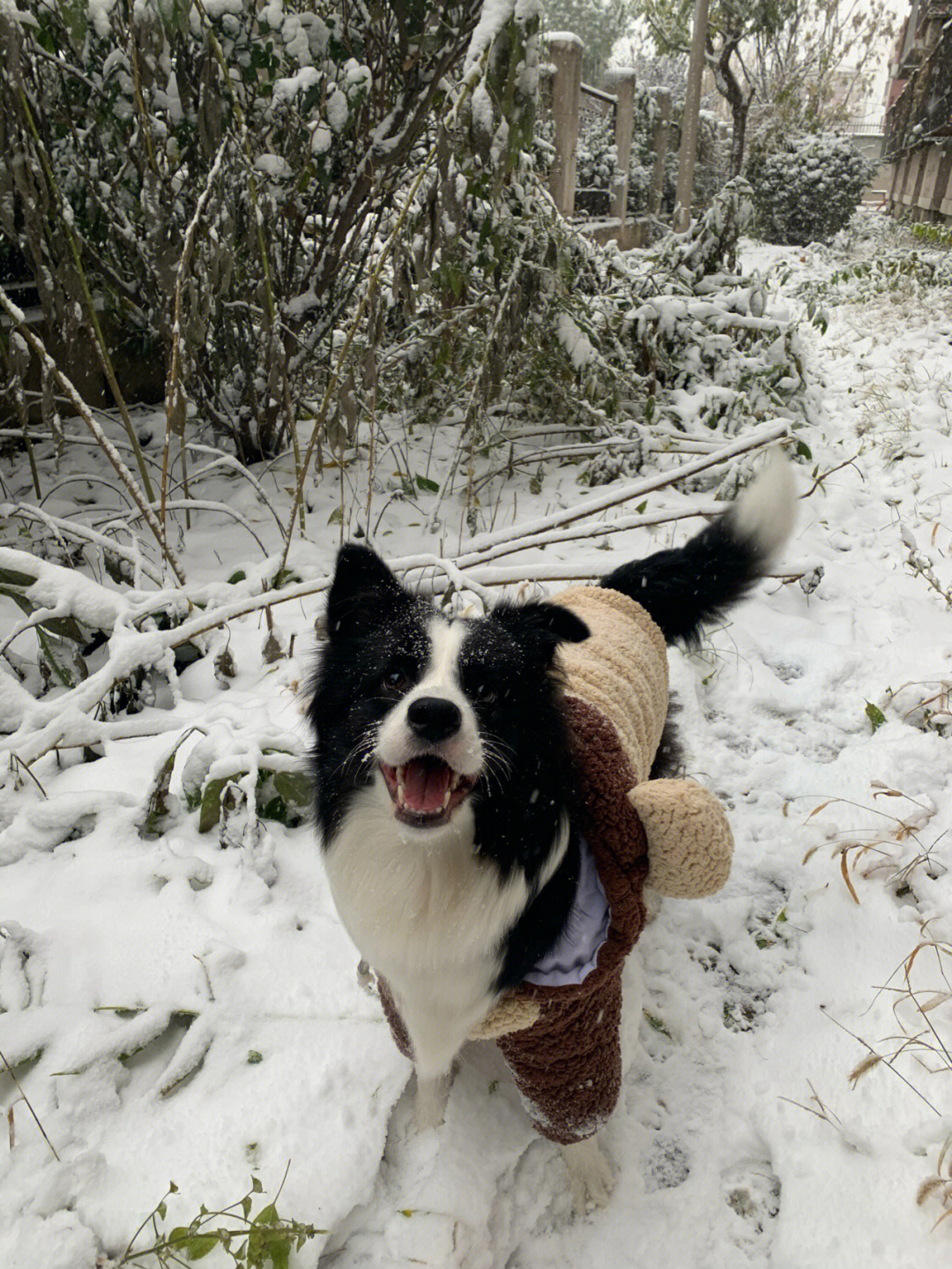 雪中狗