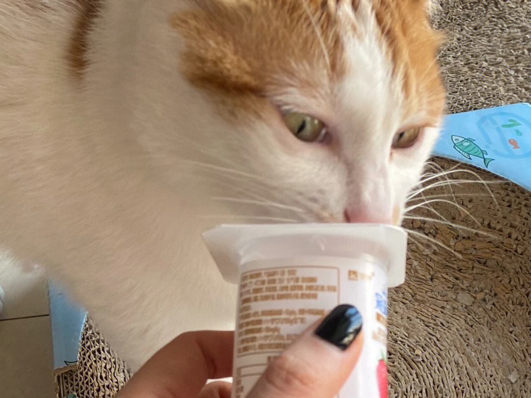 酸奶猫香烟图片