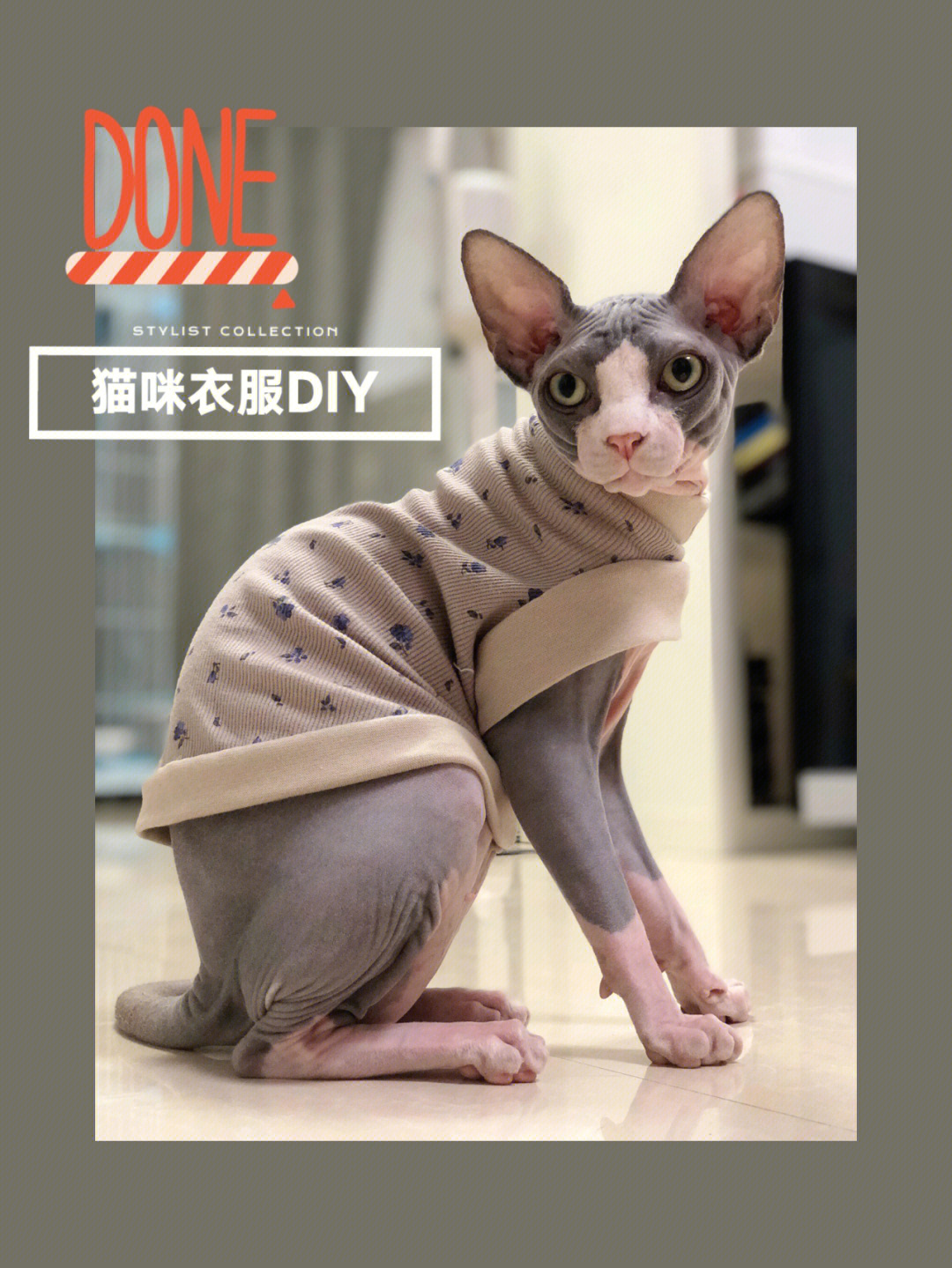 猫咪衣服diy简单教程图片