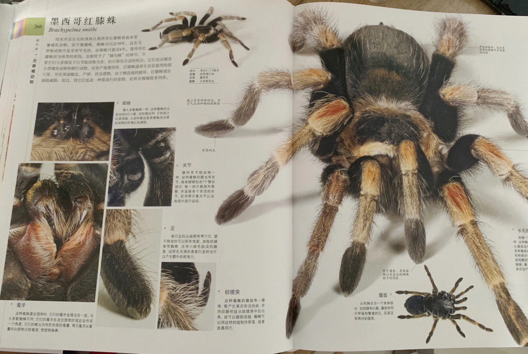 巨大蜘蛛 宝宝图片