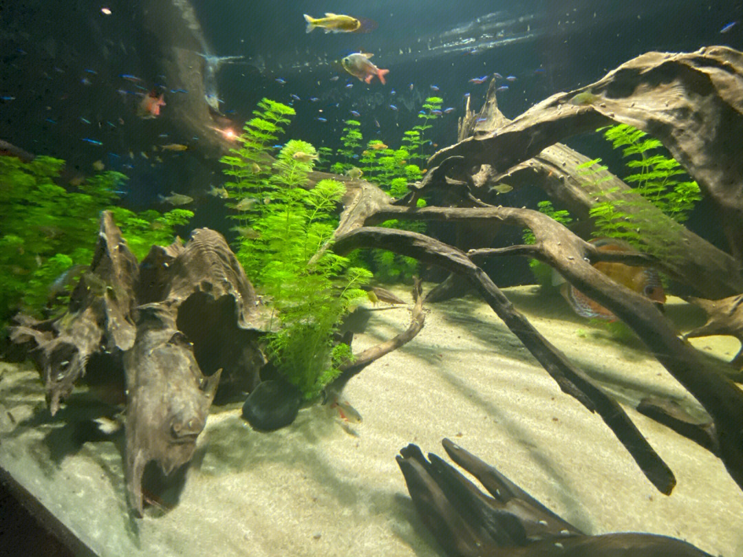 带娃去温哥华水族馆看海鲜