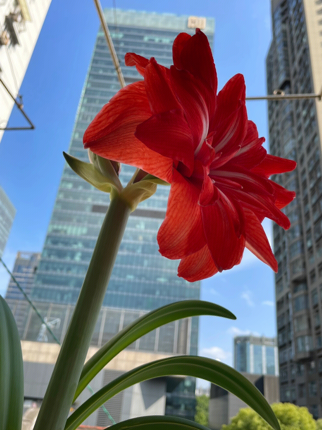 朱顶红|城市停摆了,但花朵继续生长