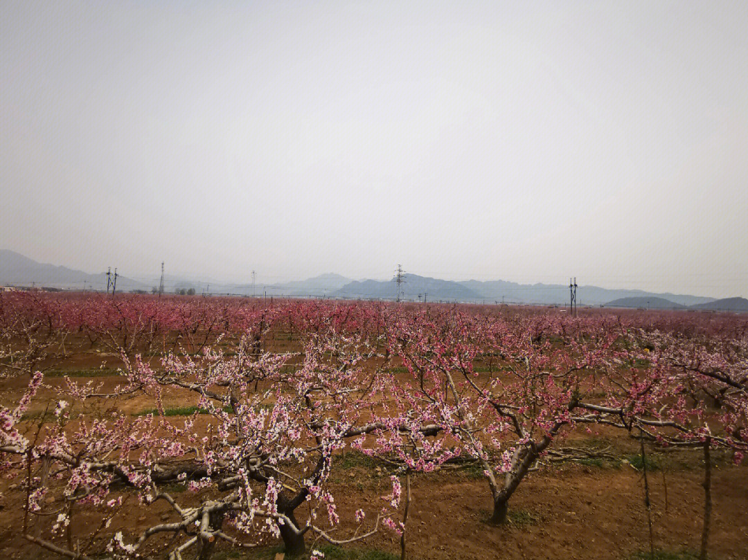 平谷桃花海