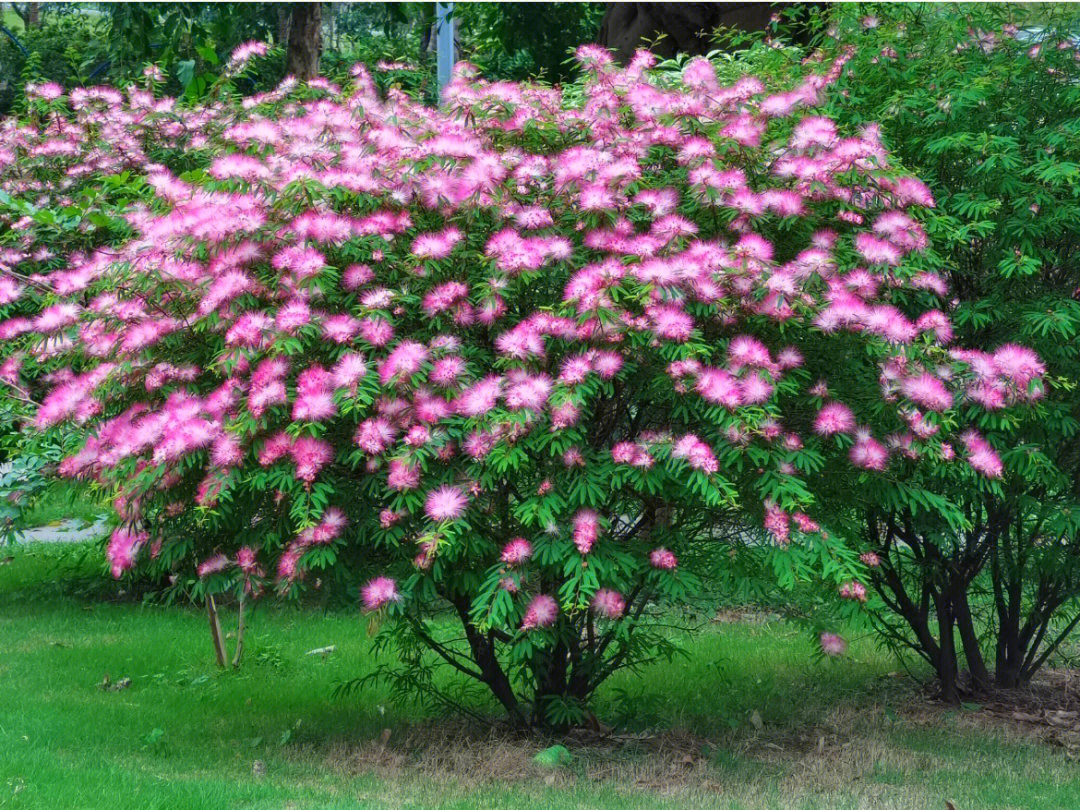 今日识花|庭院粉色精灵—香水合欢